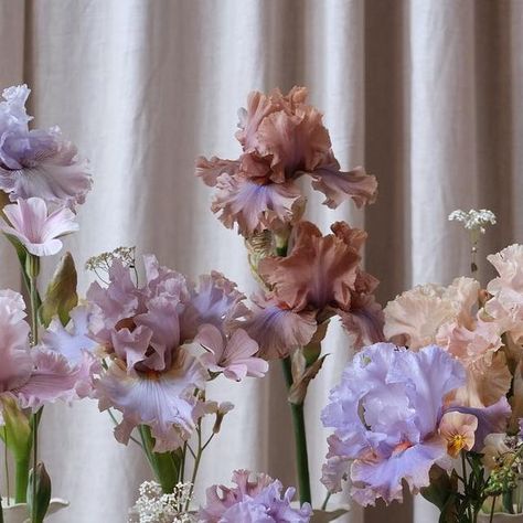 VERVAIN on Instagram: "May is the best month, with June a very close second 🤍 #beardediris #beardedirises #iris #irises #irisesofinstagram #irisesinbloom #irisflower #britishflowers #flowerstagram #weddingflowers #weddinginspiration" Bearded Iris Bouquet, Iris Flowers Bouquet, Iris Wedding Bouquet, Ruins Wedding, Mom Painting, Iris Wedding, Iris Bouquet, Pink Iris, Pinterest Contest