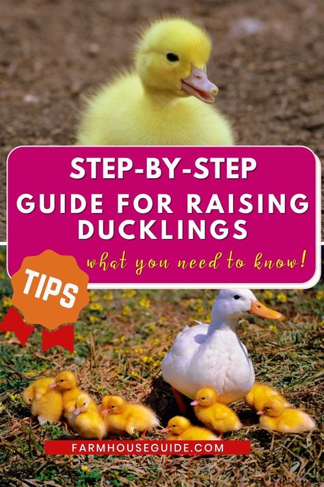 Nature, Pekin Ducklings, Raising Ducklings, Duck Waterer, Rouen Duck, Khaki Campbell Ducks, Geese Breeds, Grandma Journal, Duck In Water