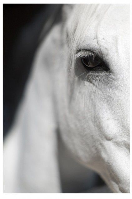 Horsey Sauce, Graceful Lady, Grey Horses, Fragile Beauty, Animal Reference, Pony Rides, Most Beautiful Horses, Calypso St Barth, Brown Horse