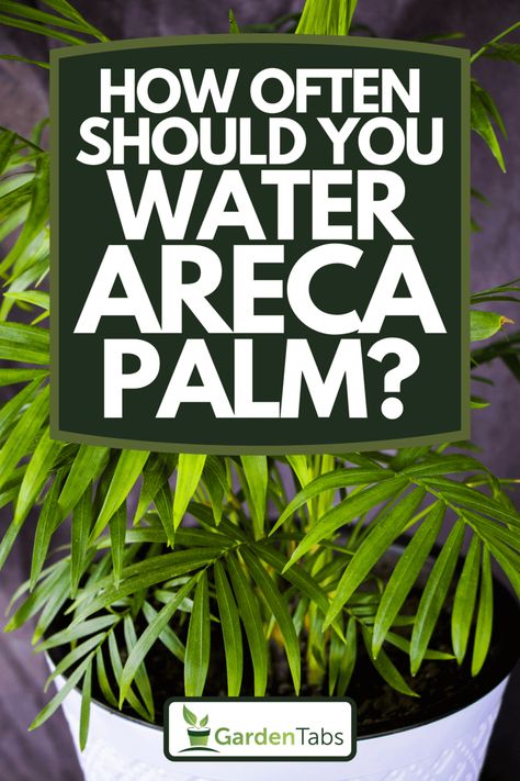 How Often Should You Water Areca Palm? - Garden Tabs Palmas, Areca Palm Care, Palm Plant Indoor, Areca Palm Indoor, Palm Plant Care, Dypsis Lutescens, Areca Palm Plant, Plants Grown In Water, Indoor Palm Trees