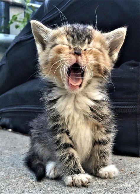 Can You Make It Through These 19 Yawning Cats Without Yawning Yourself? Spiky Hairstyles, Söpö Kissa, Ragdoll Kittens, Cele Mai Drăguțe Animale, Photography Animals, Animale Rare, Most Beautiful Cat Breeds, Pahlawan Super, Cat Photos