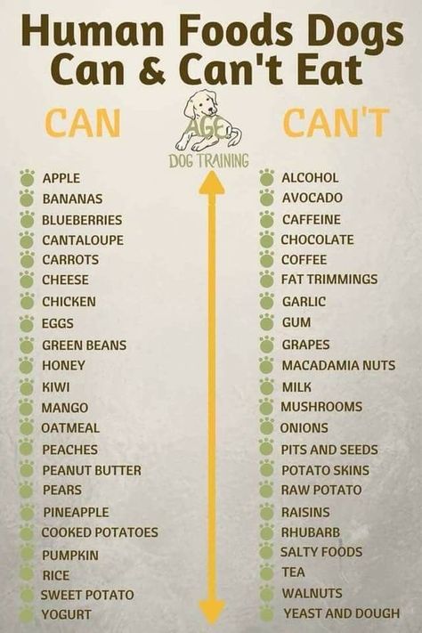 Things Dogs Cant Eat, Mango Oatmeal, Human Food For Dogs, Foods Dogs Can Eat, Butter Potatoes, Blueberry Chocolate, Pumpkin Tea, Raw Potato, Avocado Banana