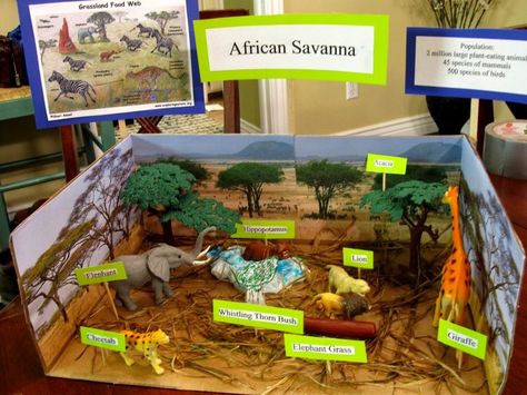 grasslands, biome project idea | Science - CC Cycle 2 | Pinterest ... Montessori, Ecosystems Diorama, Savanna Biome, Grassland Biome, Shoebox Project, Biomes Project, Diorama Kids, Diarama Ideas, Ecosystems Projects