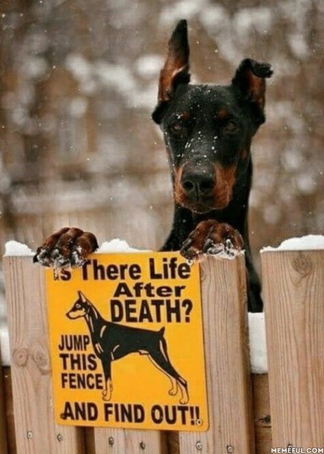 Beware Of Dog, Funny Animal Jokes, Dog Signs, Doberman Pinscher, Animal Jokes, Dog Quotes, Funny Animal Pictures, Happy Dogs, Funny Signs