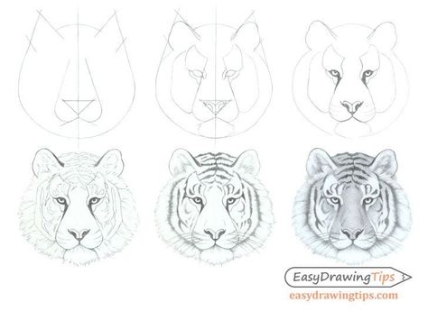 Tiger Drawing Tutorial, Easy Tiger Drawing, Tiger Art Drawing, Tiger Face Drawing, Draw Tiger, Head Step By Step, Draw A Tiger, Tiger Sketch, Tiger Mask