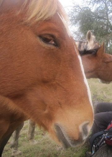 Side eye horse Suspicious Reaction Pic, Cos Campaign, Horse Meme, Funny Animal Photos, Funny Horse, Silly Animals, Funny Profile Pictures, Silly Pictures, Funny Reaction Pictures