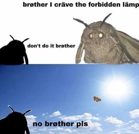 The Moth, Old Memes, A Bug, Fresh Memes, Six Feet Under, What’s Going On, Animal Memes, Funny Laugh, Funny Photos