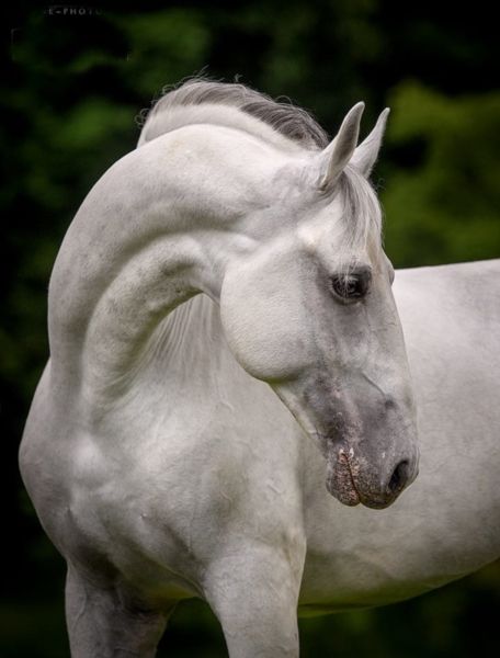 Lippizaner Horses, Lipizzaner Horse, Horse Poses, Facial Markings, Horse Standing, Basic Coat, Pony Breeds, Most Beautiful Horses, Horse Portrait