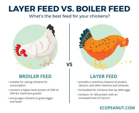 layer-feed-vs-broiler-feed-revised Best Chicken Feed, Chicken Projects, Poultry Farm Design, Layer Feed, Poultry Business, Backyard Ducks, Poultry Farming, Broiler Chicken, Farm Work