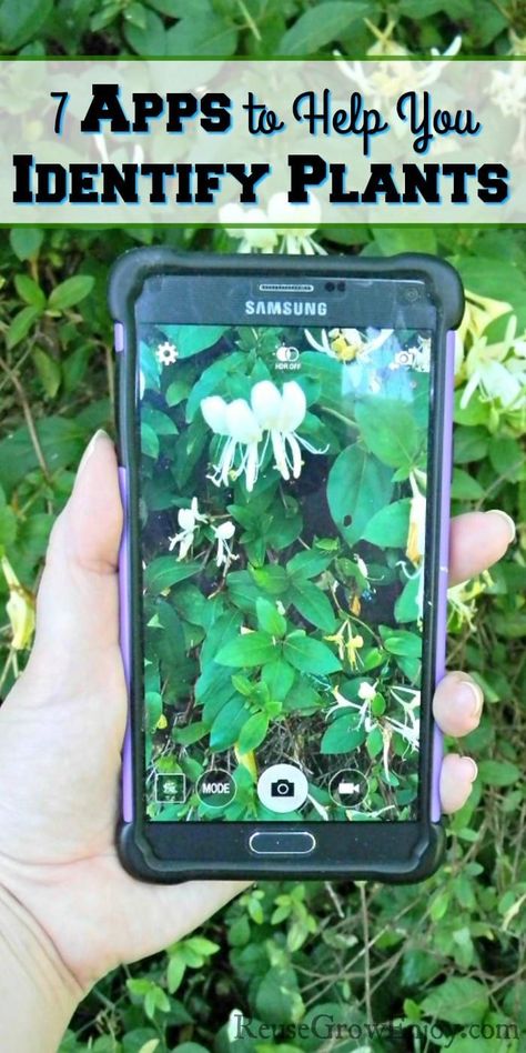 Ever been on a hike or even just a short walk and see a plant that you wonder what it is? You may want to check out these 7 apps to help you identify plants! #app #plants #nature #grow #garden #outdoors Identify Plants, Grow Garden, Plant App, Cucumber Trellis, Plants Diy, Identify Plant, Growing Gardens, Plants Nature, Wild Edibles