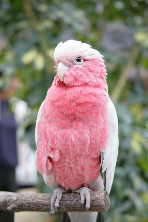 Galah Cockatoo, Parrot Training, Australian Parrots, Parrot Stand, Bird Breeds, Australian Wildlife, Garden Animals, Australian Birds, Funny Birds