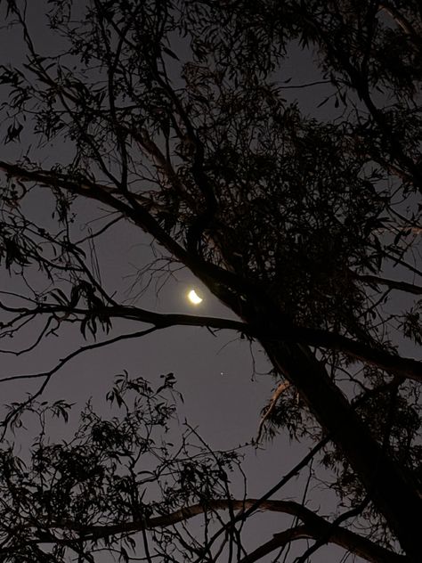 Tree In Night, Night Trees, Moon And Trees, Trees At Night, Night Trees Photography, Moon Tree Aesthetic, Road Trip Film, Moon Through Trees, Night Sky With Moon And Trees