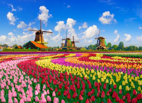 536,144 Amsterdam Stock Photos, High-Res Pictures, and Images - Getty Images Amsterdam Honeymoon, Amsterdam Tulip Fields, Tulips Bloom, Windmill Landscaping, Amsterdam Tulips, Tulips Images, Dutch Countryside, Tulips Arrangement, Famous Monuments