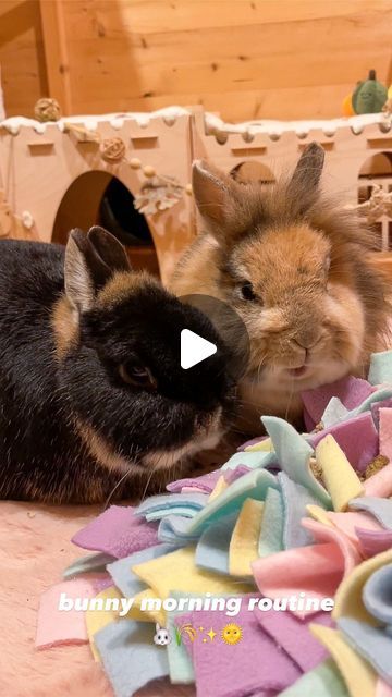 Sophie Foster on Instagram: "ASMR bunny morning routine 🐰  #rabbitshed #bunnyshed #rabbitsofinstagram #bunniesofinstagram #hectorandmaple #rabbitfood #bunnyfood #asmr #petasmr #rabbitasmr #bunnyasmr #morningroutine" Rabbits Videos, Animal Reels, Bunny Sheds, Bunny Video, Rabbit Shed, Sophie Foster, Funny Bunny Videos, Ny Food, Rabbit Gif