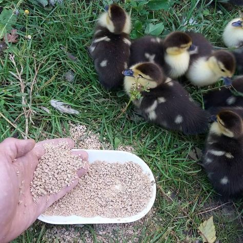 Nature, Keeping Chickens, Muscovy Ducklings, Muscovy Ducks, Muscovy Duck, How To Raise Chickens, Raise Chickens, Backyard Chickens, Vintage Farm