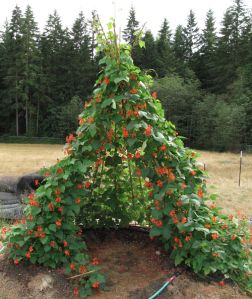 scarlet runner beans 13aug14_5207 Vegetable Garden Design, Bean Teepee, Cottage Garden Plan, Scarlet Runner Beans, Runner Beans, Cottage Garden Design, Veg Garden, Have Inspiration, School Garden