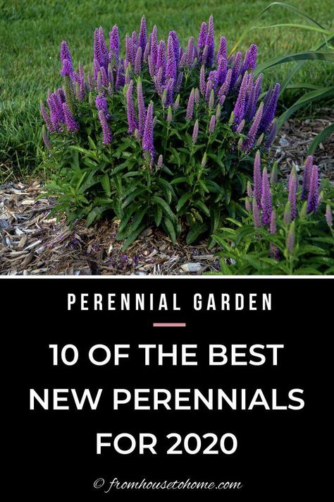 Purple Plants Landscaping Ideas, Purple Flower Bush, Purple Plants Outdoors, Purple Perrenial Flowers, Purple Garden Ideas, Day Lilies Landscaping, Walkway Flowers, Purple Bushes, Purple Shrubs