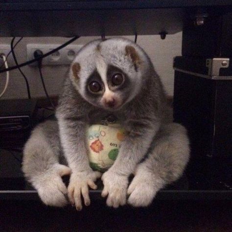 Loris Animal, Slow Loris, Unusual Animals, Silly Animals, Primates, Very Funny, Fantastic Beasts, Part 4, Ferret