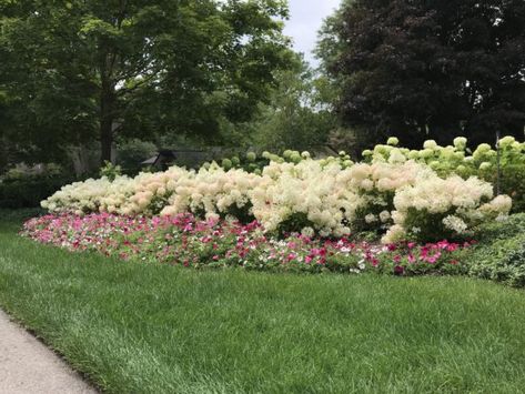 Designing With Hydrangeas | Dirt Simple  BOBO Hydrangea Giant Hydrangeas, Hydrangea Bobo, Hydrangea Limelight, Entrance Landscape, Bobo Hydrangea, Incrediball Hydrangea, Rose Hedge, Hardy Hydrangea, Hydrangea Season