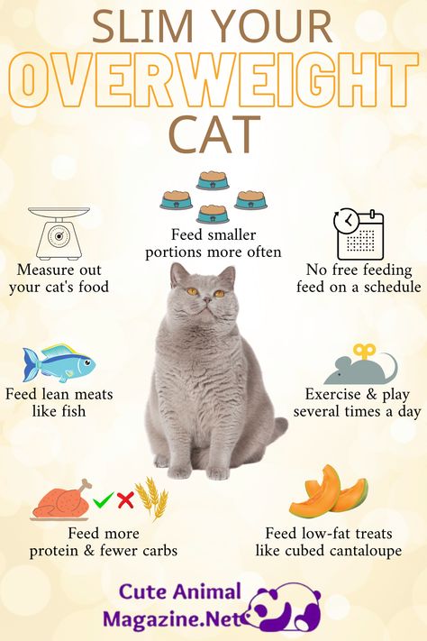 If your cat is a tubby tabbyit’s time to make some changes and help her drop those extra poundsThese are 7 ways to help your cat lose the fatcats pets cuteanimals petslife cutecats Kitty Care, First Time Cat Owner, Cat Health Problems, Cat Diet, Cat Nutrition, Cat Exercise, Cat Language, Cat Health Care, Cat Hacks