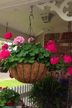 Growing Geraniums, Gardening Wallpaper, Geraniums Garden, Hanging Flower Basket, Hanging Plants Outdoor, Log Planter, Potted Geraniums, Front Verandah, Porch Flowers