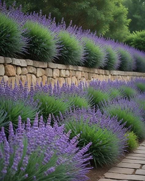 12 Best Shrubs For Retaining Wall Planting In Front Of Retaining Wall, Retaining Wall With Flower Bed, Retainer Wall Garden, Round Retaining Wall Ideas, Retaing Wall Garden Landscaping, Oldcastle Planter Wall Block, Retaining Wall Shrubs, Creeping Phlox Retaining Wall, Lavender Rows Front Yard