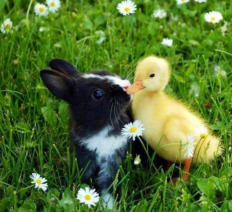 Awwwww !! This cute little bunny and duckling kissing each other & planning to go outside. True friends forever !! :) The Grass, Black And White, Yellow, White, Black