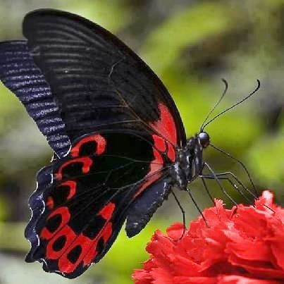 Scarlet Mormon Butterfly  (Papilio rumanzovia) Red Worms, Butterfly Species, Rainbow Butterfly, Butterfly Pictures, Red Butterfly, Black Butterfly, Arte Fantasy, Beautiful Butterflies, Macro Photography