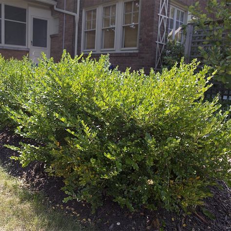 Overgrown Boxwoods. When to prune various shrubs Affordable Landscaping, How To Trim Bushes, Boxwood Landscaping, Pruning Shrubs, Trimming Hedges, Landscaping Shrubs, Evergreen Bush, Box Wood Shrub, Bushes And Shrubs