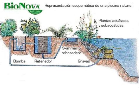 Esquema de funcionamiento de piscina ecológica BioNova Bio Pool, Pool Plants, Swimming Pool Pond, Living Pool, Natural Swimming Ponds, Swimming Pond, Natural Pond, Piscina Natural, Natural Swimming Pools