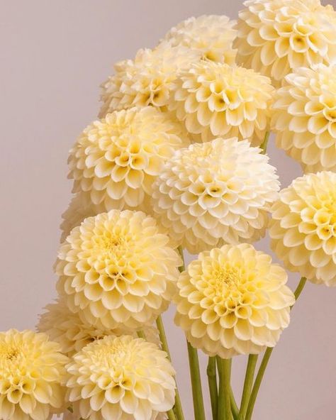 Delilah Flower, Dahlias Wedding, Dahlia Bouquet, Yellow Bouquets, Flower Farmer, Flowers Bouquet Gift, Flower Therapy, Floral Photography, Floral Photo