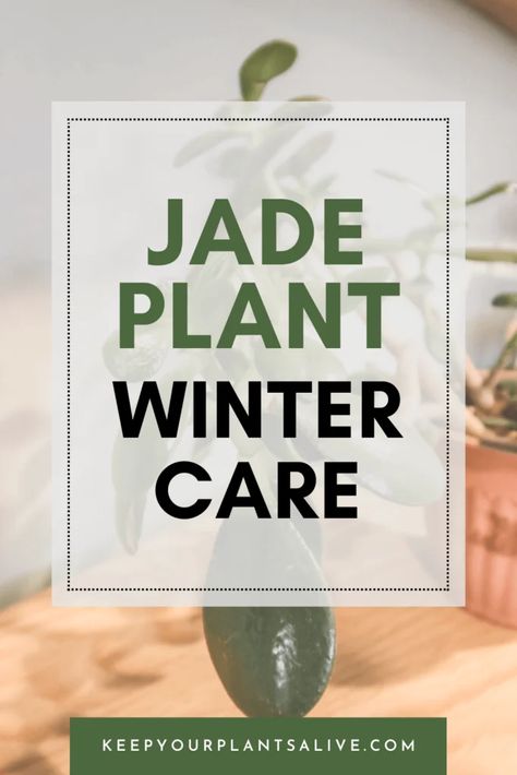 Eager to protect your jade plant this winter? Learn the essentials of jade plant winter care with our guide. Jade Plant Care, Jade Tree, Winter Care, Plant Care Instructions, Lit Meaning, Jade Plant, Jade Plants, Winter Trees, Useful Tips