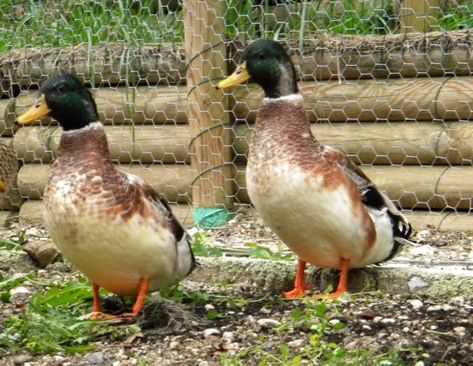 Silver Appleyard - Wikipedia Appleyard Ducks, Khaki Campbell Ducks, Types Of Ducks, Duck Breeds, Animal Painter, Raising Ducks, Duck House, Chicken Breeds, Rare Breed