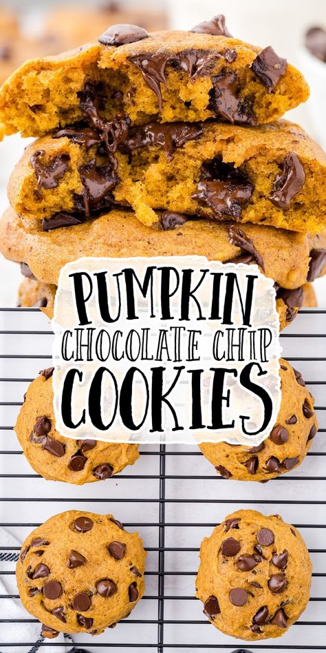 Soft, perfectly pumpkin-y, and dotted with chocolate chips, these Pumpkin Chocolate Chip Cookies will soon be everyone’s favorite fall cookie. Pumpkin Chocolate Chip Cookies Fluffy, Chocolate Chip Cookies Pumpkin, Easy Chocolate Chip Pumpkin Cookies, Pumpkin Chocolate Chip Cookies Soft, Cakey Pumpkin Chocolate Chip Cookies, Harmons Pumpkin Chocolate Chip Cookies, Easy Pumpkin Cookies Chocolate Chips, Choc Chip Pumpkin Cookies, Fluffy Pumpkin Chocolate Chip Cookies