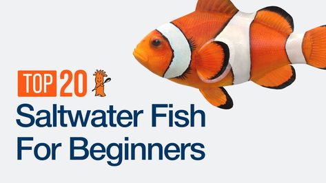 Saltwater Tank Setup, Fish For Beginners, Sps Coral, Saltwater Aquarium Fish, Fish Ideas, Saltwater Fish Tanks, Different Fish, Fishing For Beginners, Saltwater Fish