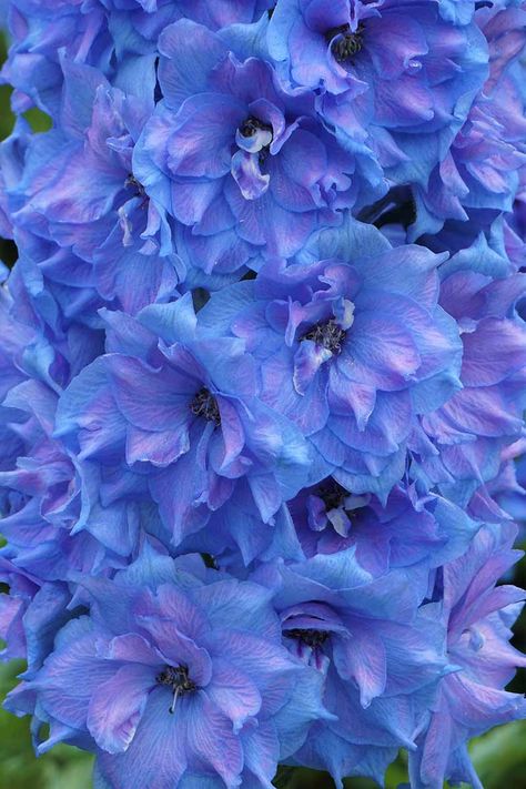 Flower Garden Design Ideas, Pantone Shades, Garden Ideas Flower, Purple Flowers Garden, Beautiful Color Palettes, Flower Gardening Ideas, Delphinium Flowers, Blue Delphinium, Flower Garden Ideas