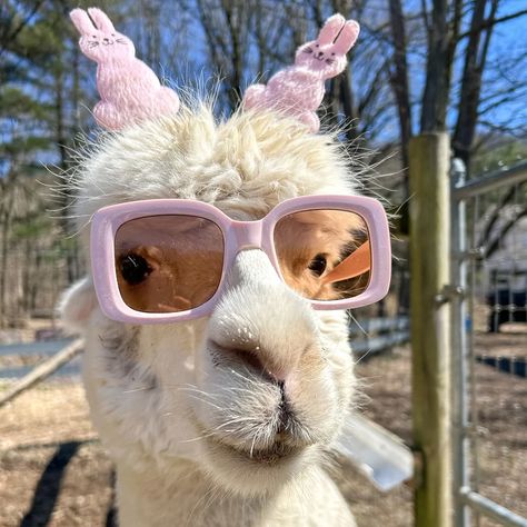 Be your own kind of bunny. #easter2024 #petslover #toocute #petoftheday 🦙Farm updates🦙 😃April 6th season opens 😊Limited tickets available for Bonnet Bonanza 😀Private treks and farm tours available week days Maggie the alpaca Alpaca Pictures, Farm Visit, Cute Alpaca, Farm Tour, Cute Llama, Llama, Alpaca, Funny Animals, Animal Lover