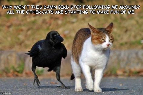 raven following cat Crows, Funny Animal Pictures, Natural Cat, Funny Birds, Funny Cat Memes, Funny Animal Memes, Cats Dogs, 귀여운 동물, Animal Memes