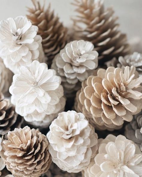 Lady pours bleach over pine cones, makes the best accents for front porch of house Pine Cones, Front Porch, Porch, Bleach, Craft Ideas, Good Things