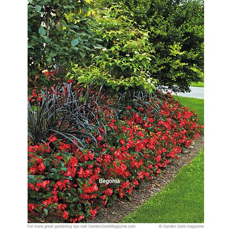 Red Flower Garden Ideas, Bedding Plant, Plant Combos, Black Grass, Outdoor Decorating, Flower Ideas, Modern Landscaping, Dark Background, Red Flower