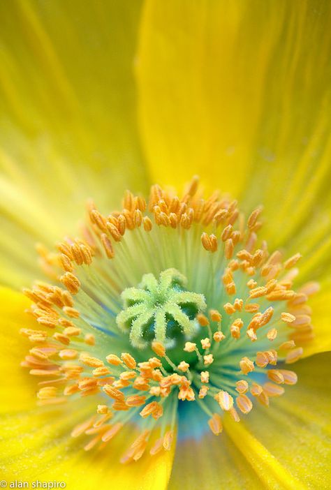 Foto Macro, Macro Photography Flowers, Flower Close Up, Macro Flower, Color Boards, Macro Photos, Home Decor Aesthetic, Flower Photography, Aqua Turquoise