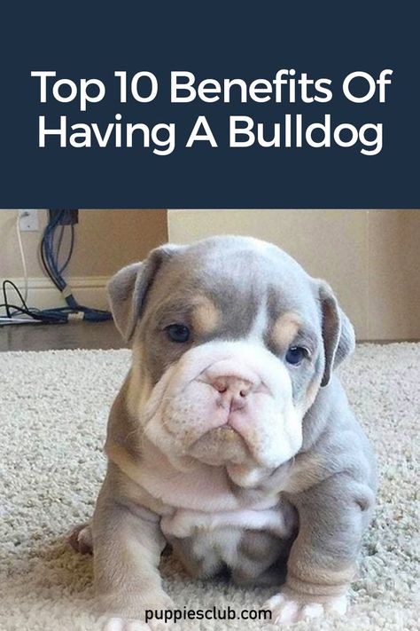 top-10-benefits-bulldog Frenchie Bulldog Puppy, Baby English Bulldogs, Muscular Dog, Baby Bulldogs, Bulldog Training, Cute Bulldog Puppies, Bulldog Pics, Bulldog Breeds, Bulldog Funny