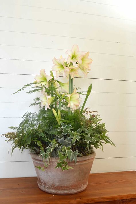 Amaryllis Container Ideas, Amaryllis Bulbs Christmas, Potted Amaryllis Arrangement, Amaryllis Bulbs In Glass Containers, Christmas Plants Indoor, Amaryllis Arrangement Christmas, Amaryllis Centerpiece, Amaryllis Arrangement, Paper Whites