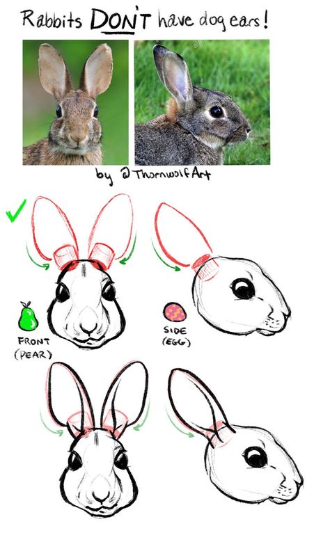 Bunny Ears Anime, How To Draw Bunny, How To Draw Rabbit, Draw Bunny, Draw Rabbit, How To Draw Ears, Rabbit Drawing, Bunny Drawing, Animal Study