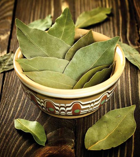 Bay Leaf Benefits, Bay Leaf Tea, Burning Bay Leaves, Dried Bay Leaves, Bay Laurel, When To Plant Vegetables, Laurus Nobilis, Sources Of Vitamin A, Culinary Herbs