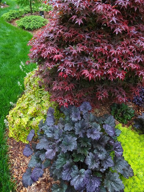 North Carolina Landscaping Front Yard, Best Landscaping Plants, North Carolina Gardening, Japanese Garden Plants, Low Maintenance Landscaping Front Yard, Landscaping Around Trees, Japanese Garden Landscape, Rhode Island Red, Garden Site