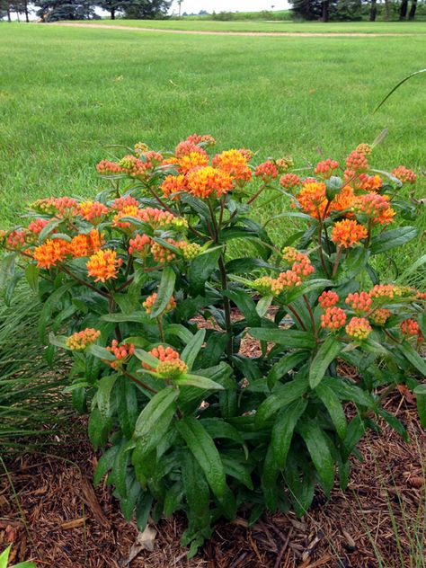 Milkweed Garden, Butterfly Milkweed, Milkweed Flower, Blooming Perennials, Butterfly Garden Plants, Butterfly Gardens, Blazing Star, Milkweed Plant, Asclepias Tuberosa