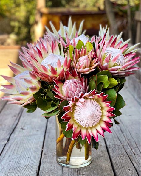 Just a few reminders of why we love springtime so much. 🌸👑 🌸 #fynbos #protea #king #cynaroides #majesticvibes #savoringtheseason #cagrown King Protea Tattoo, King Protea Bouquet, Ancient Flowers, Protea Cynaroides, Queen Protea, King Protea Flower, African Inspired Wedding, Protea Art, Peperomia Plant