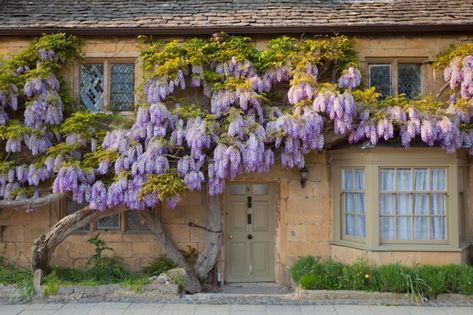 Alan Titchmarsh: A foolproof guide to growing wisteria - Country Life Wisteria Trellis, Wisteria Pergola, Best Front Door Colors, Wisteria Garden, Best Front Doors, Wisteria Tree, Purple Wisteria, Front Door Paint Colors, Modern Country Style