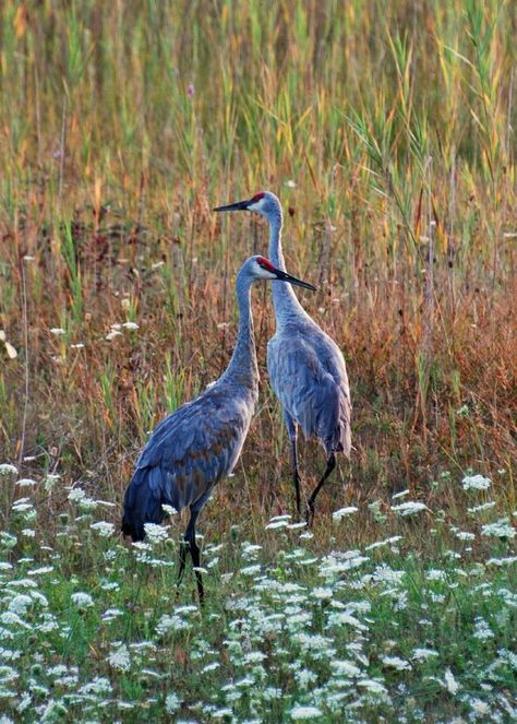 sand hill cranes MyBayCity.com V3 Sand Hill Cranes, Sand Hill Crane, Sandhill Cranes, Sandhill Crane, Herons, All Birds, Big Bird, Exotic Birds, Bird Pictures